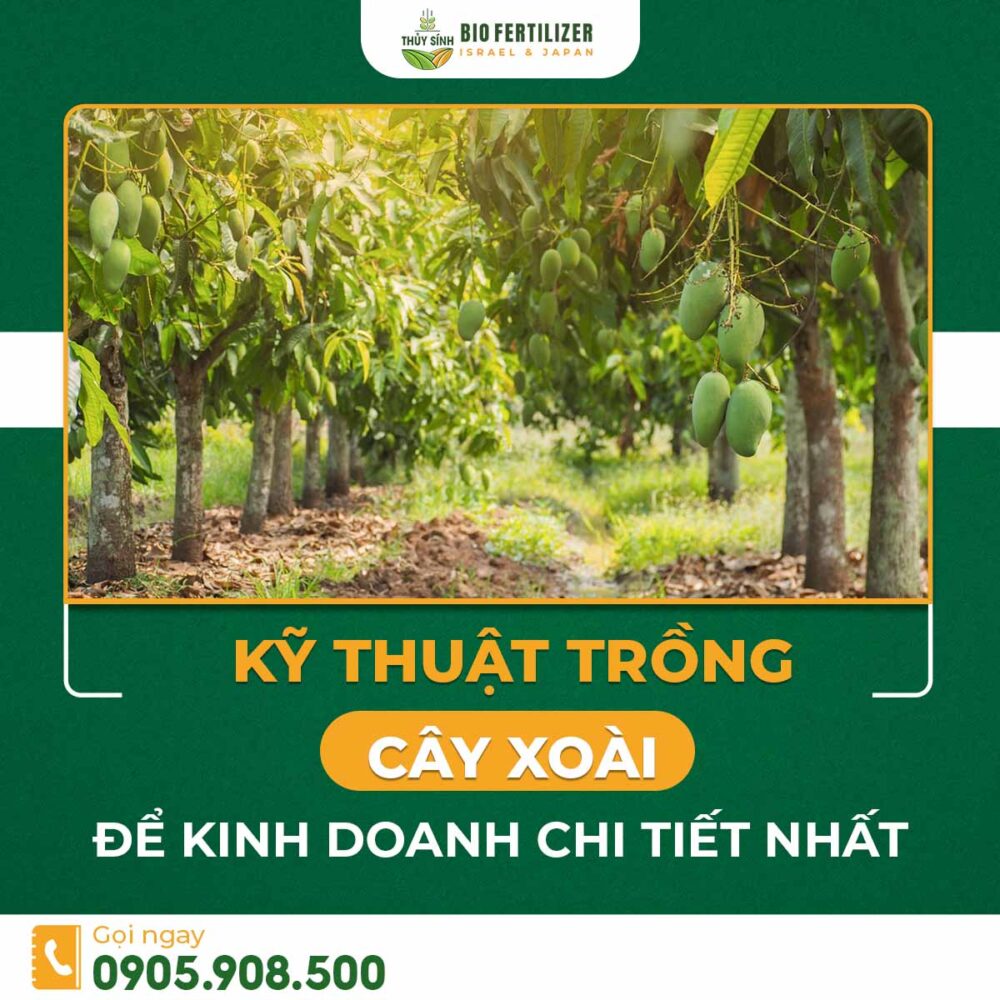 Kỹ thuật trồng cây xoài
