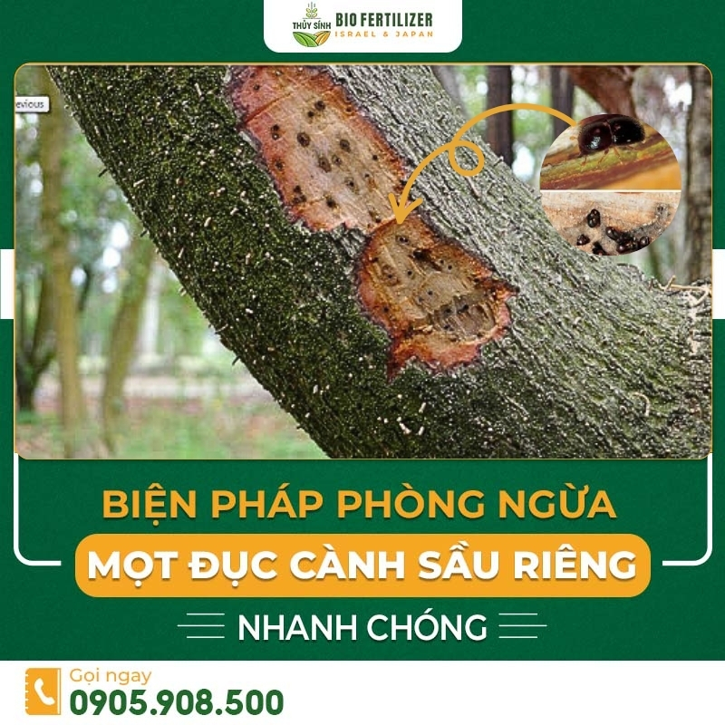 mọt đục cành trên cây sầu riêng