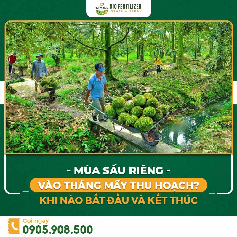 Mùa sầu riêng tháng mấy