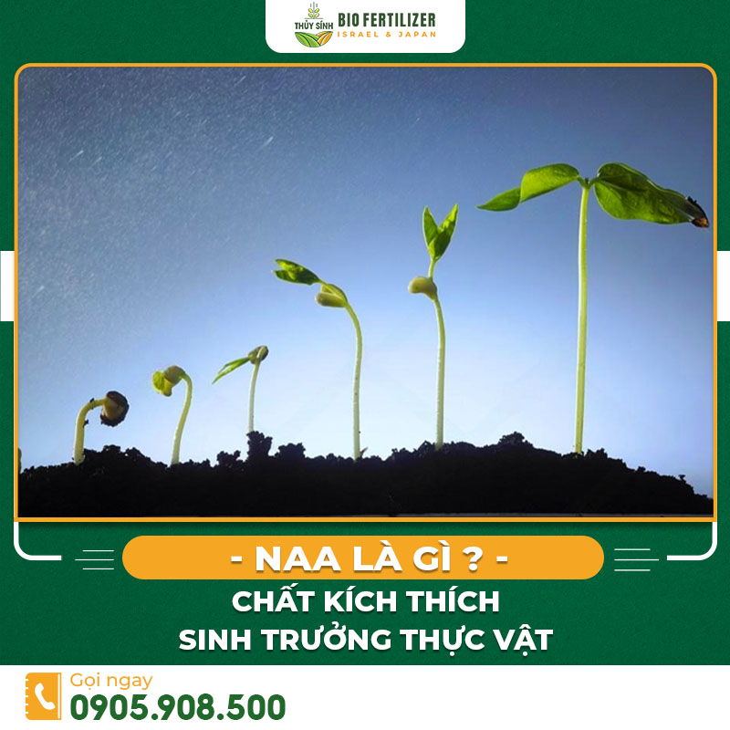 Naa là gì