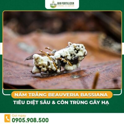 Nấm Beauveria bassiana