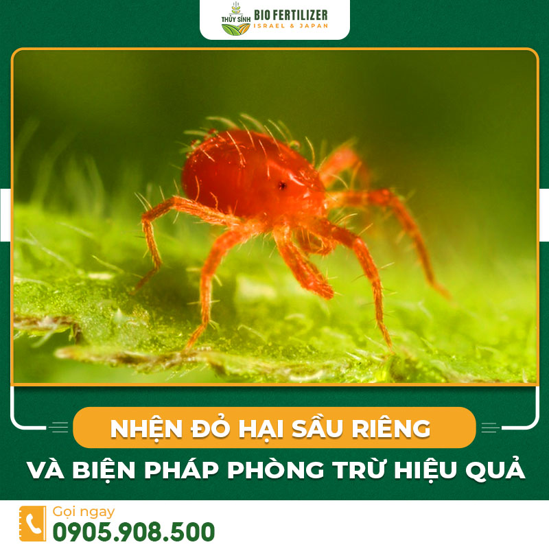 nhện đỏ hại sầu riêng