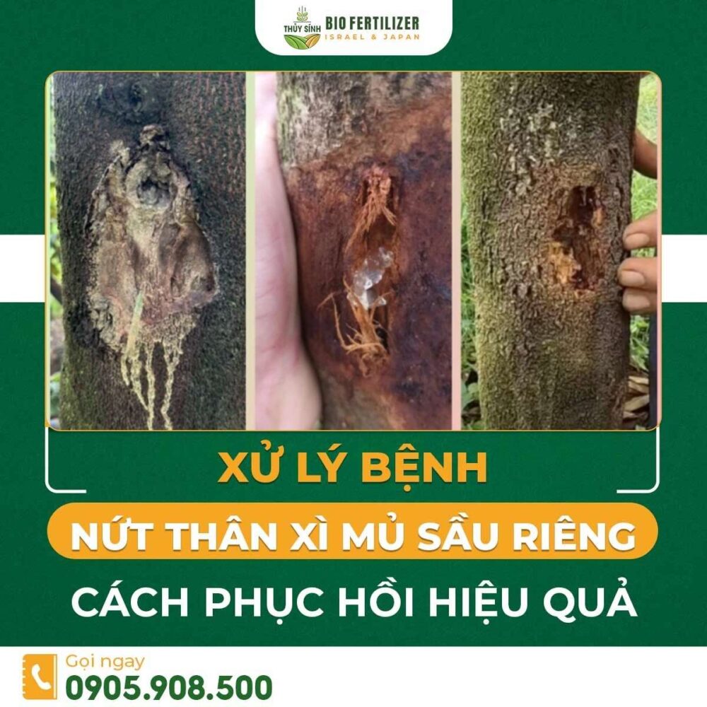 nứt thân xì mủ sầu riêng
