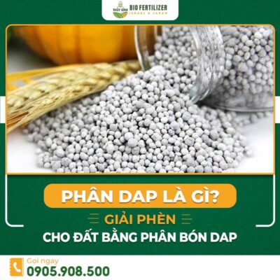 Phân DAP là gì