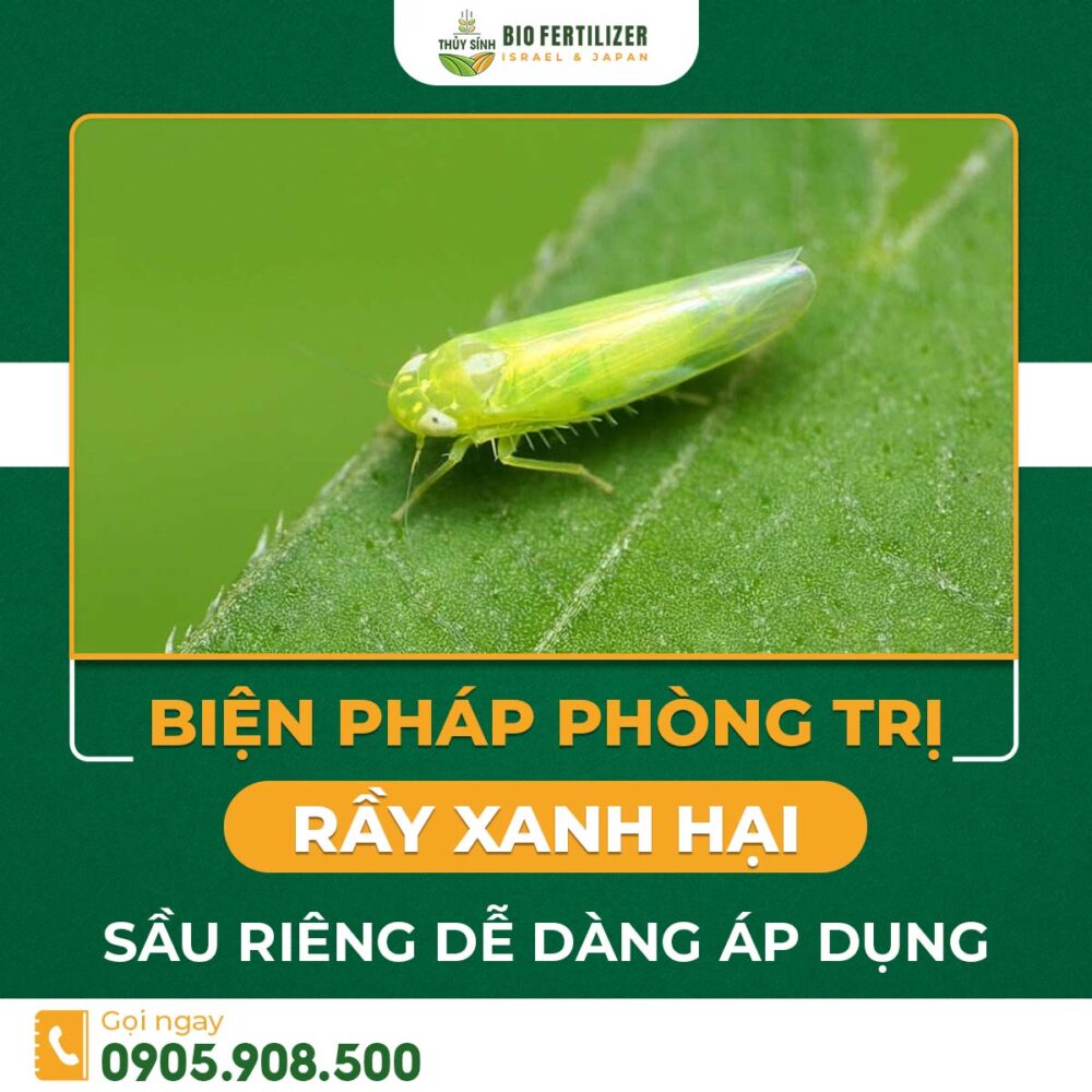 Rầy xanh hại sầu riêng