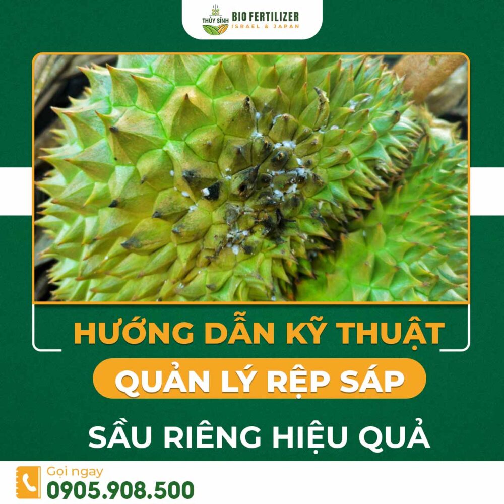 rệp sáp sầu riêng