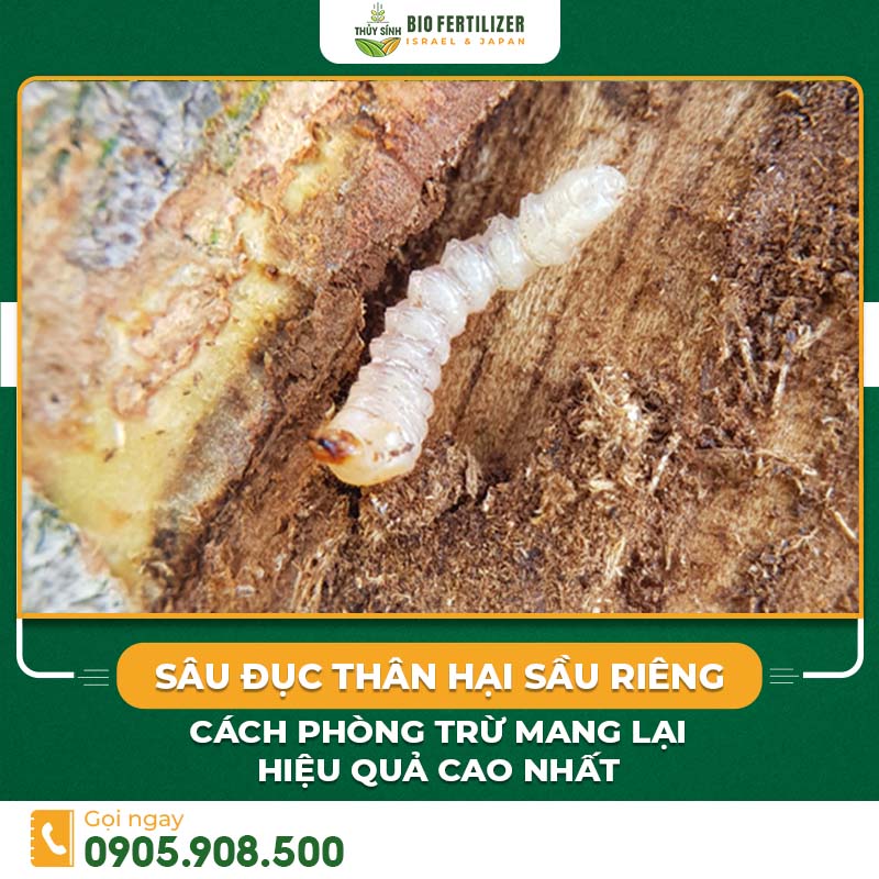 Sâu đục thân cây sầu riêng