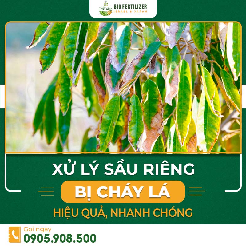 cháy lá sầu riêng