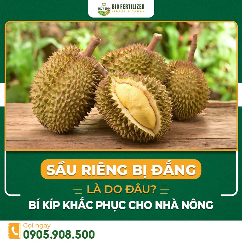 sầu riêng bị đắng