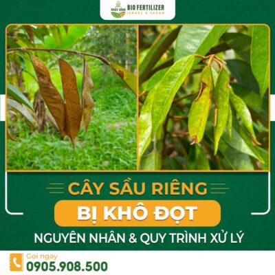 sầu riêng bị khô đọt