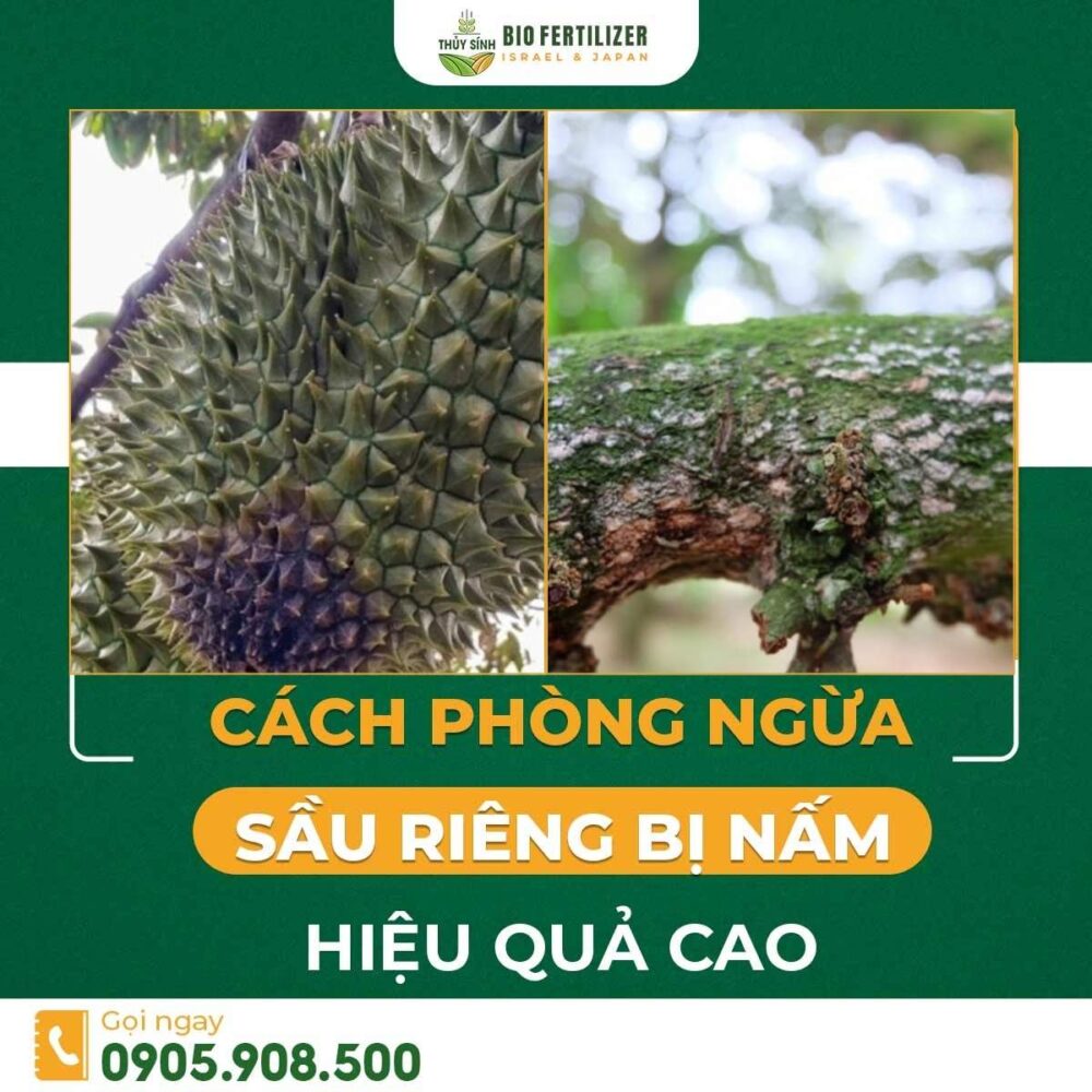 Sầu riêng bị nấm