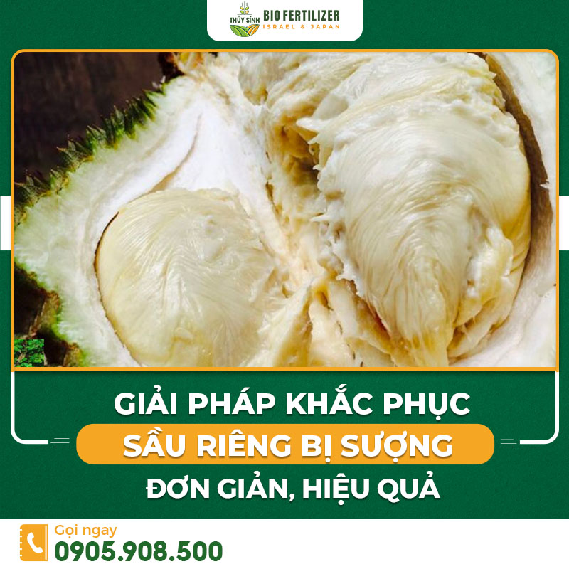 sầu riêng sượng