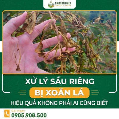 sầu riêng bị xoăn lá