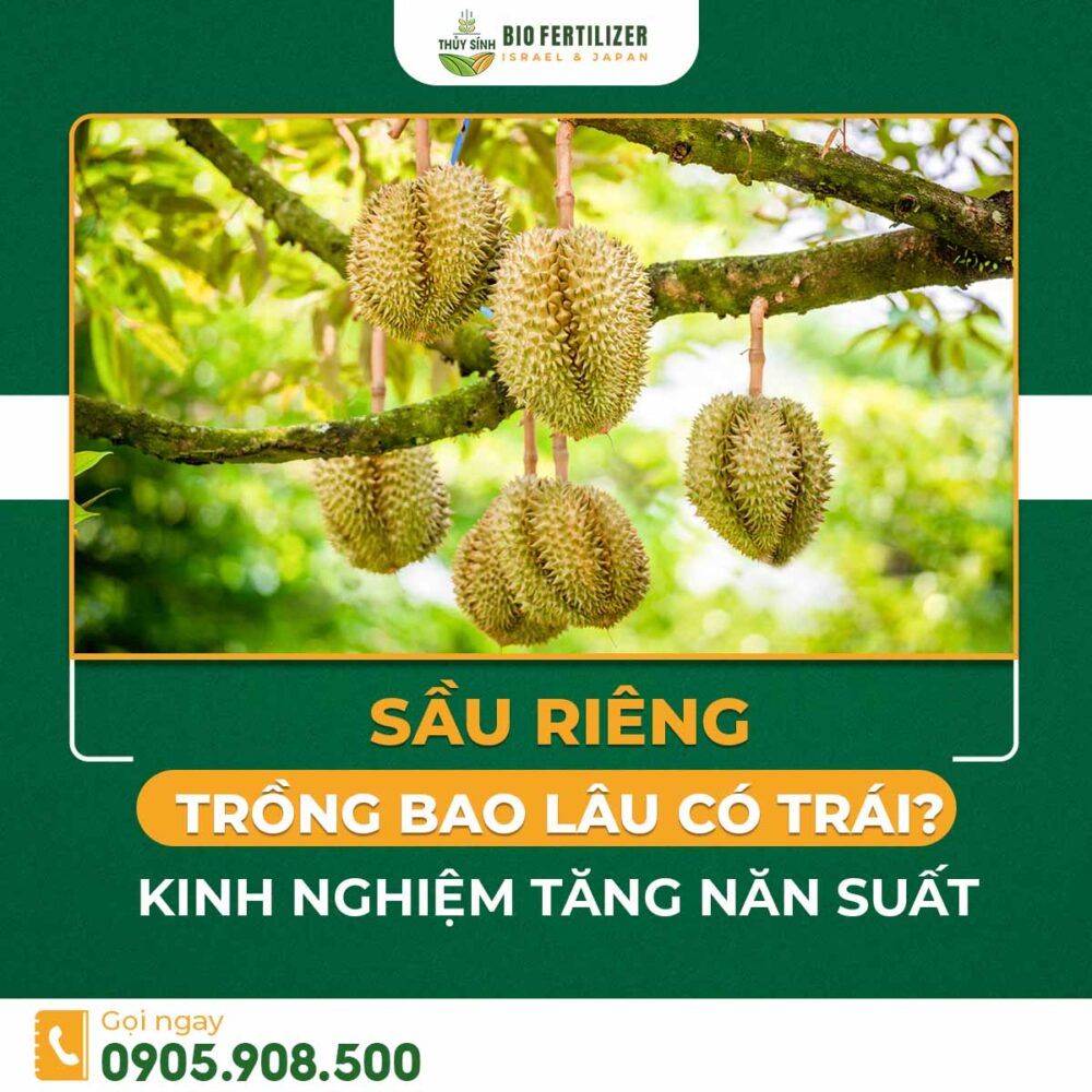 sầu riêng trồng bao lâu có trái