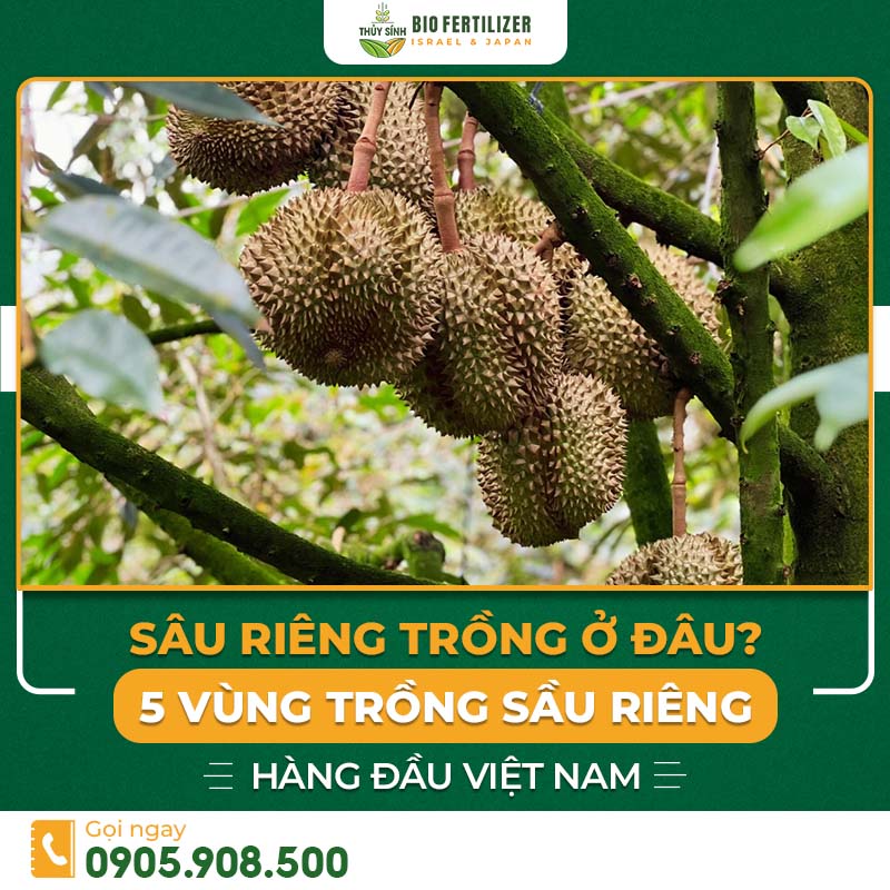 Sầu riêng trồng ở đâu