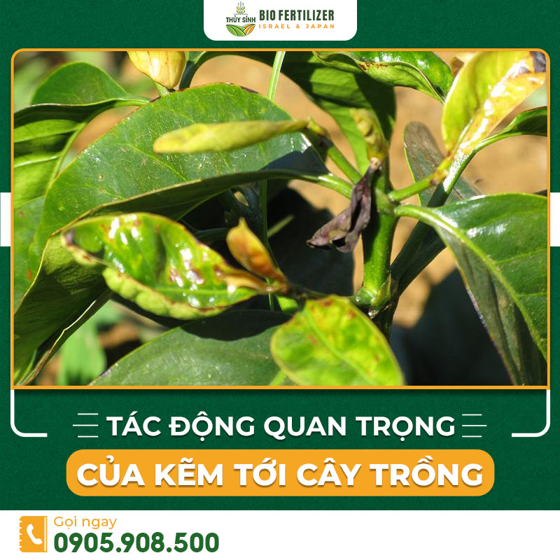 tác động của kẽm tới cây trồng