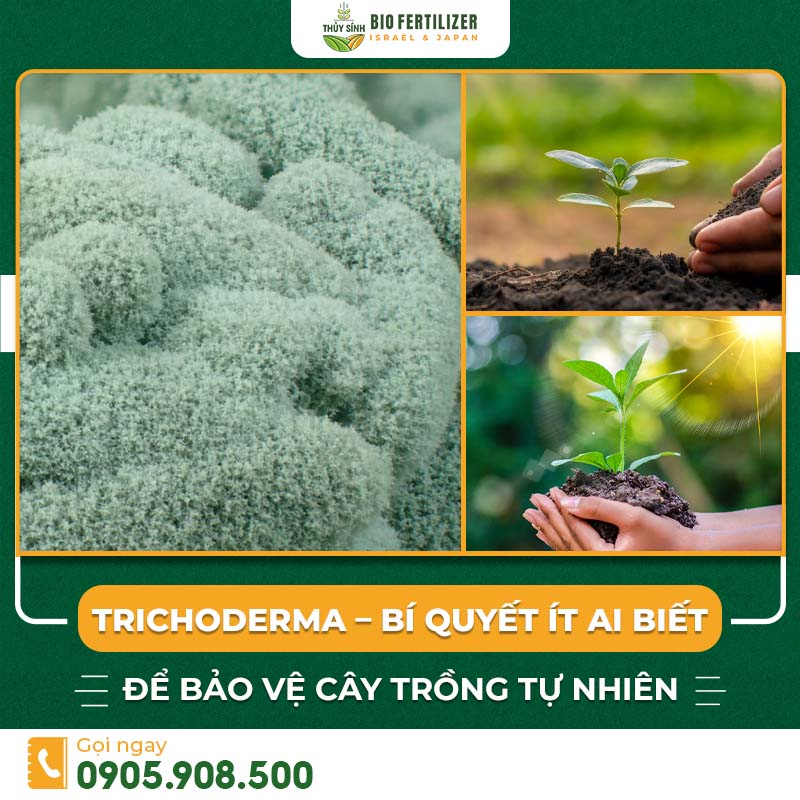Nấm Trichoderma