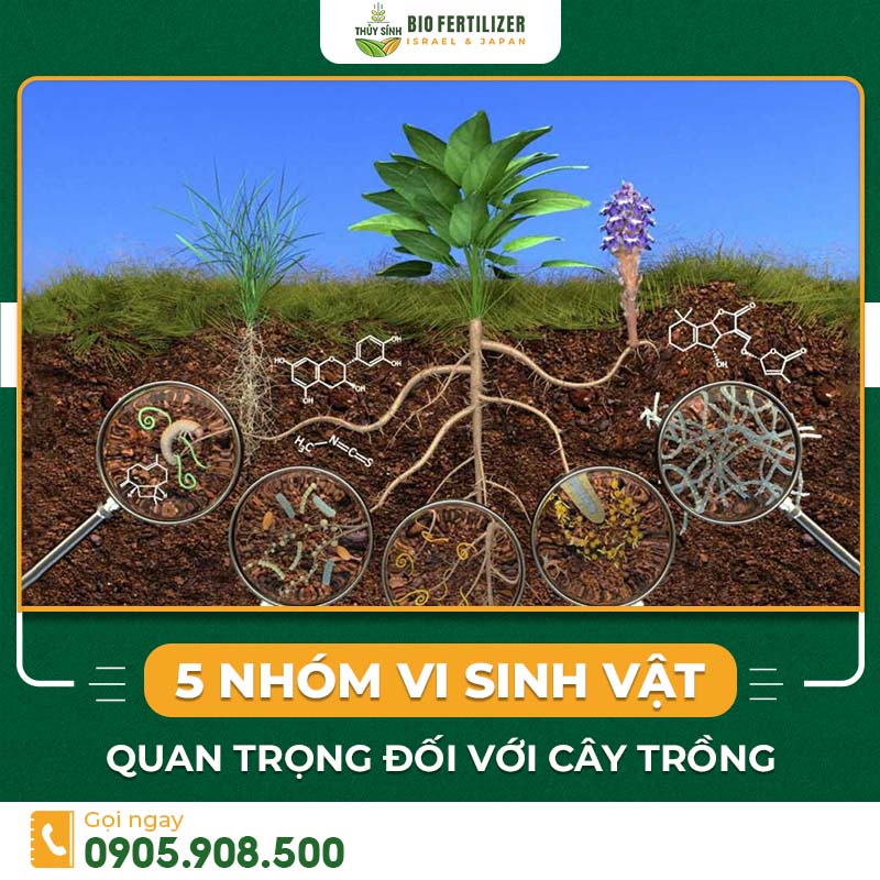 5 nhóm vi sinh vật quan trọng đối với cây trồng
