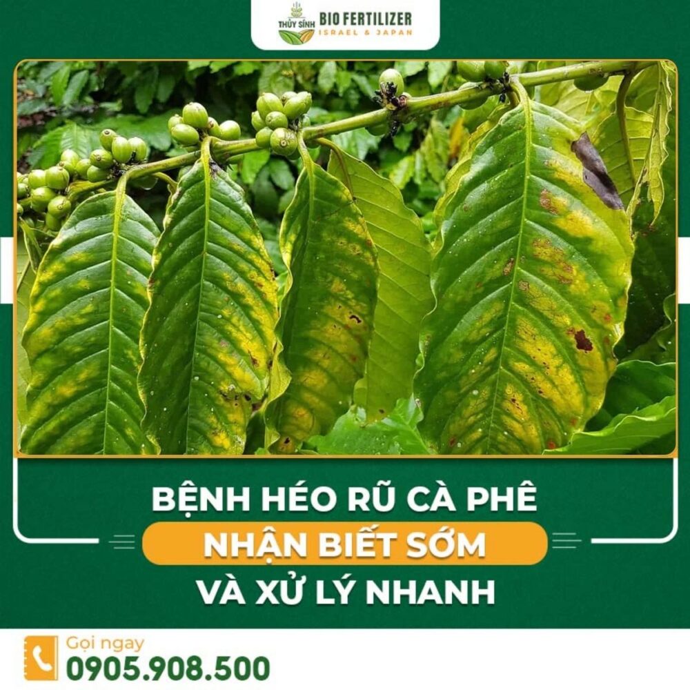 Bệnh héo rũ trên cây cà phê