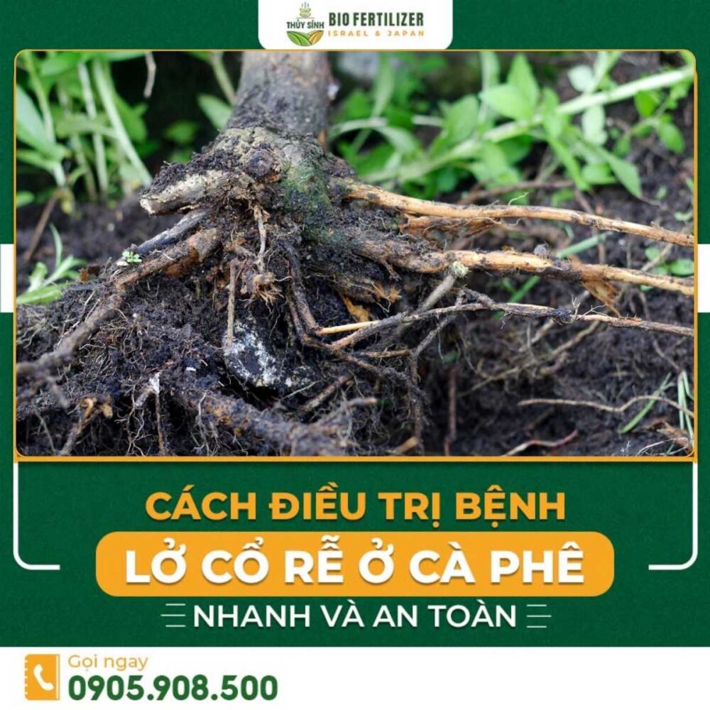 bệnh lở cổ rễ cà phê