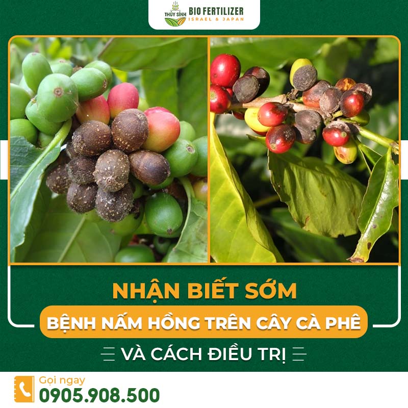 Bệnh nấm hồng trên cây cà phê