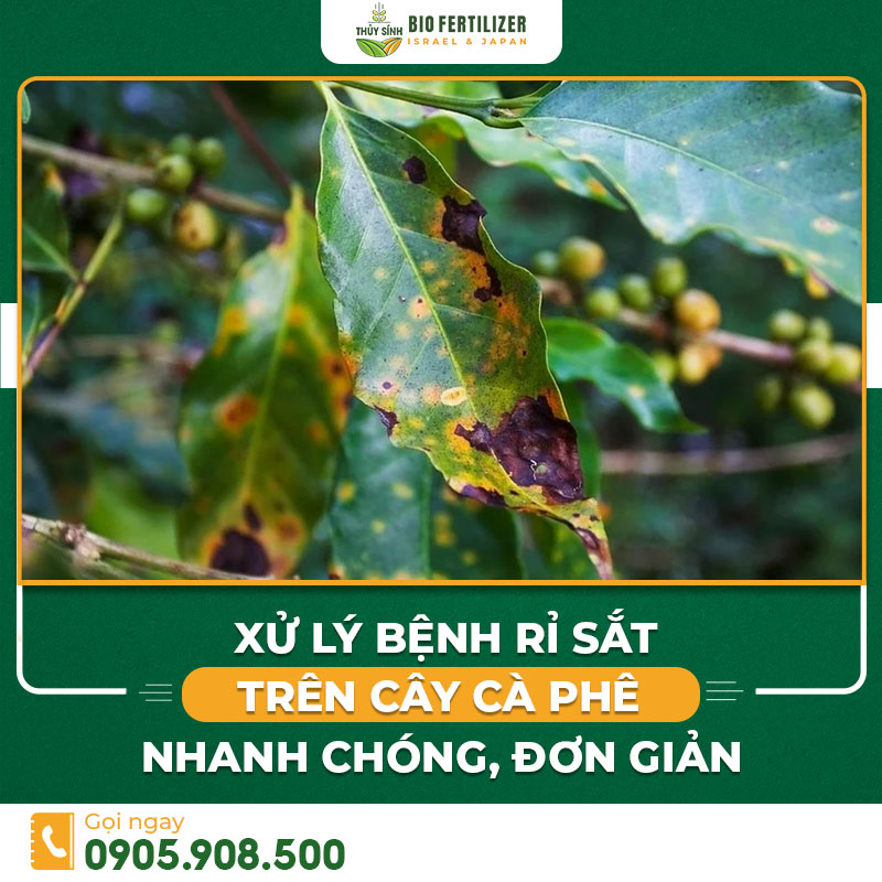 bệnh rỉ sắt trên cây cà phê