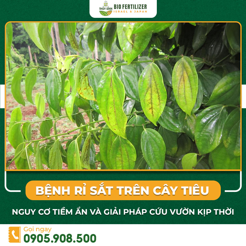Bệnh rỉ sắt trên cây tiêu