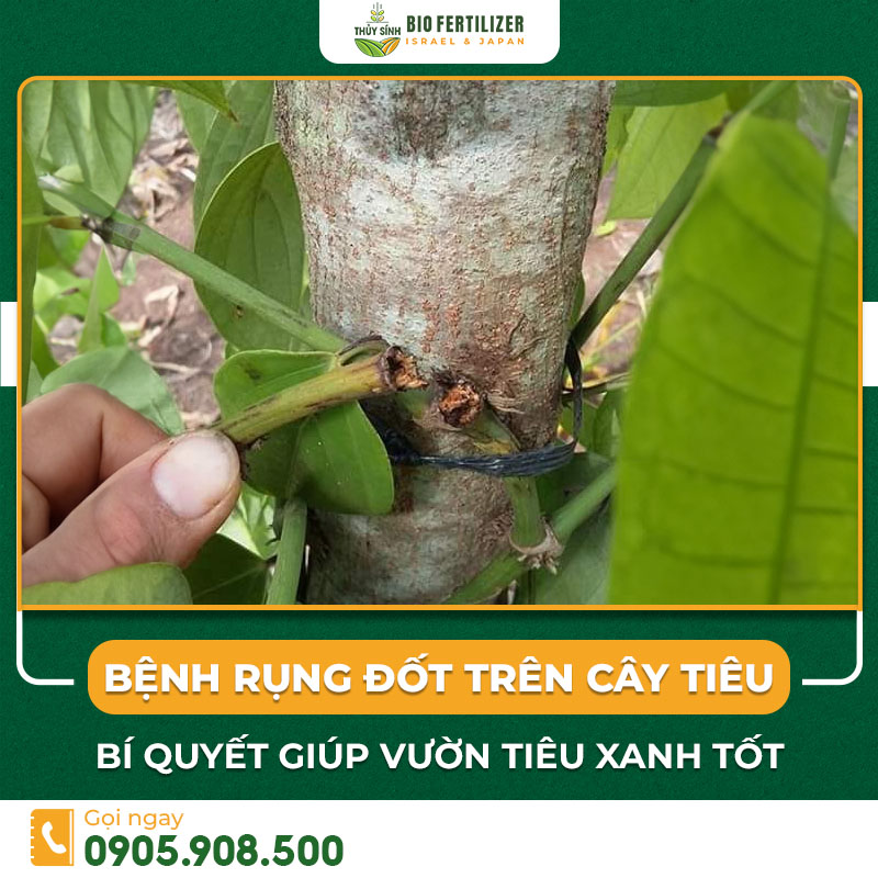 Bệnh rụng đốt trên cây tiêu