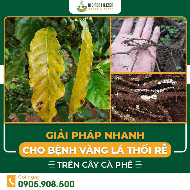 Bệnh vàng lá thối rễ trên cây cà phê