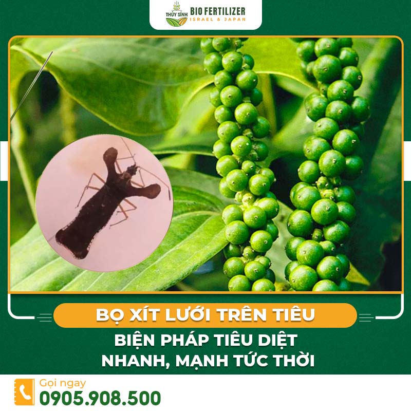 Bọ xít lưới trên tiêu