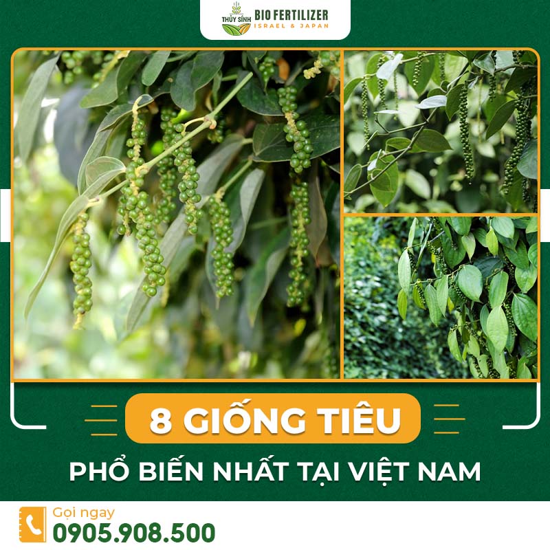 các giống tiêu