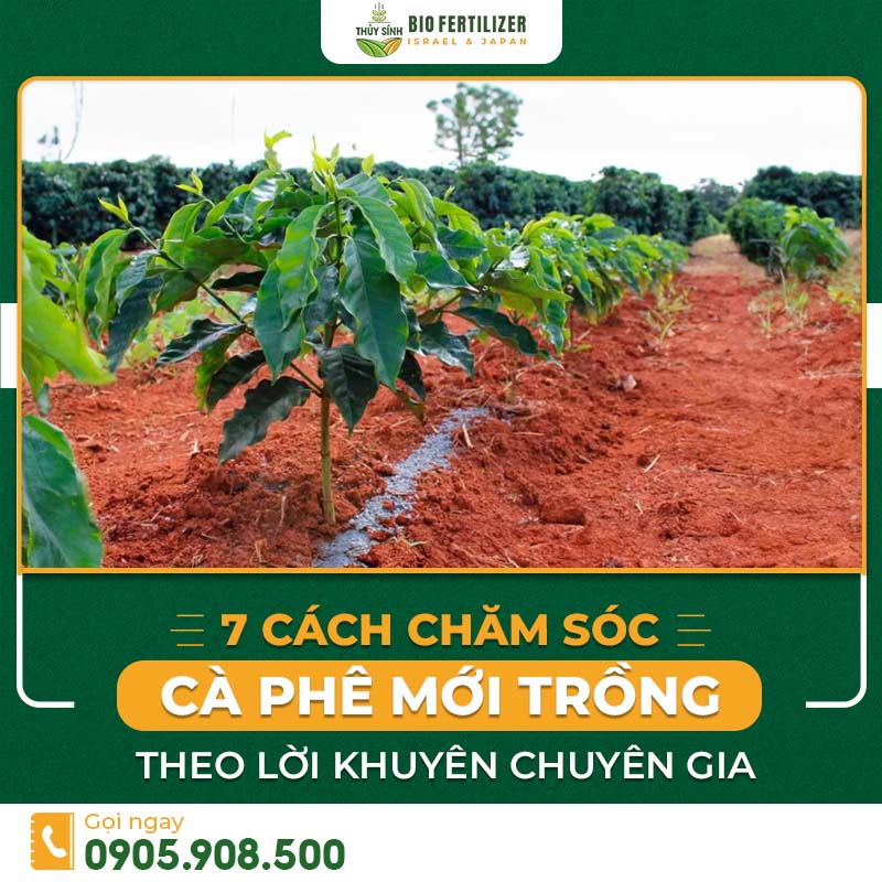 cách chăm sóc cà phê mới trồng