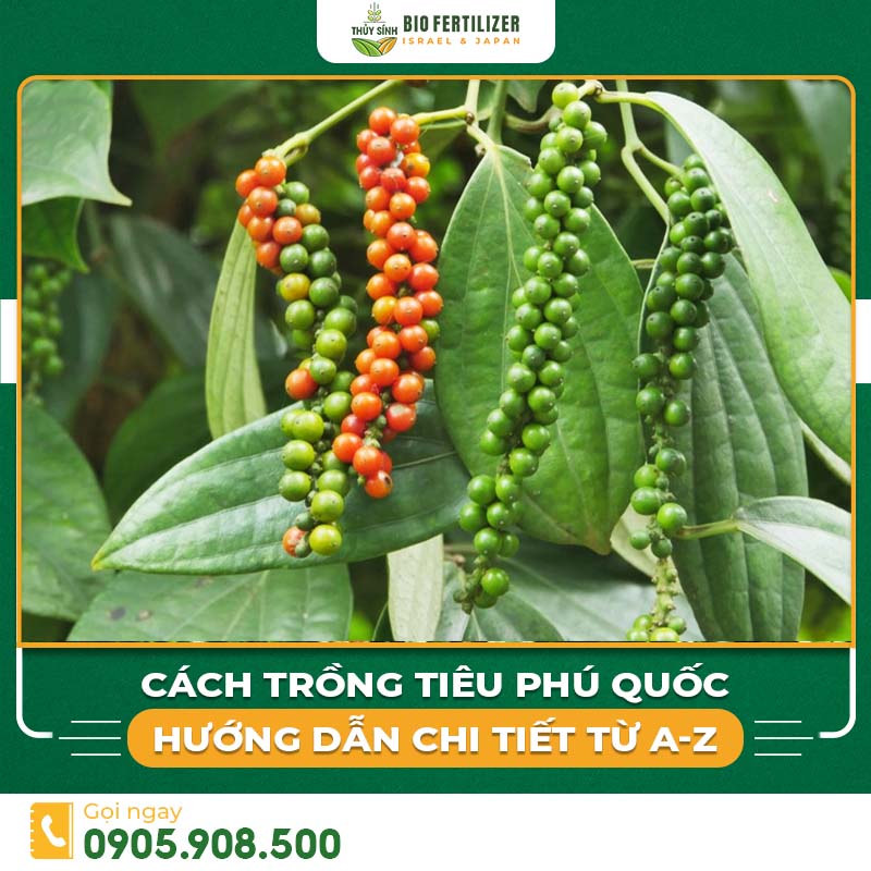 Cách trồng tiêu Phú Quốc
