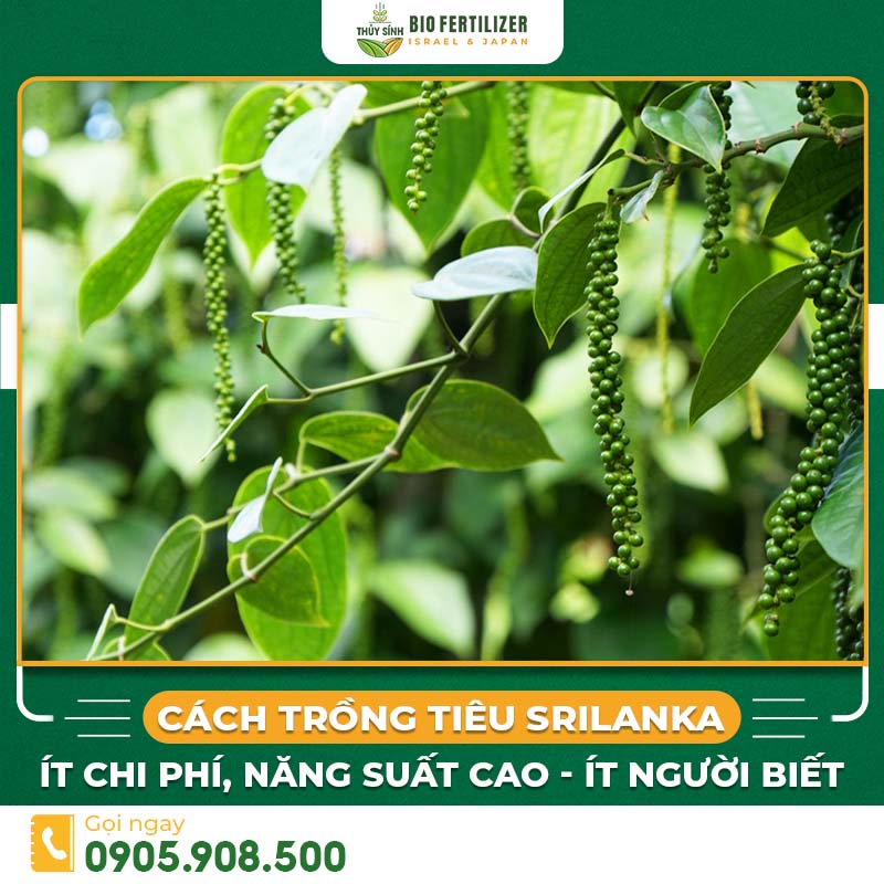 Cách trồng tiêu srilanka