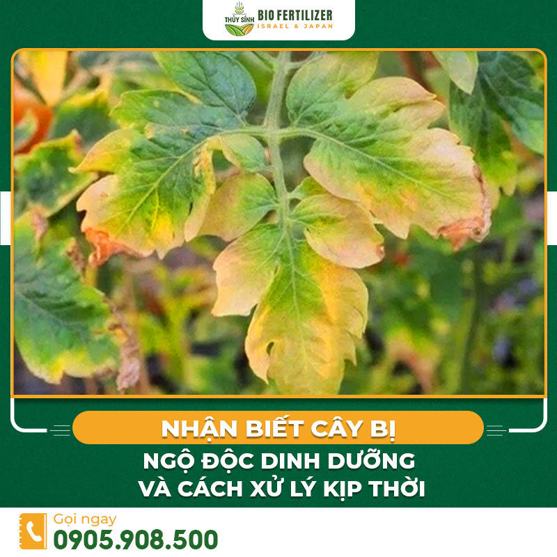 Cây bị ngộ độc dinh dưỡng