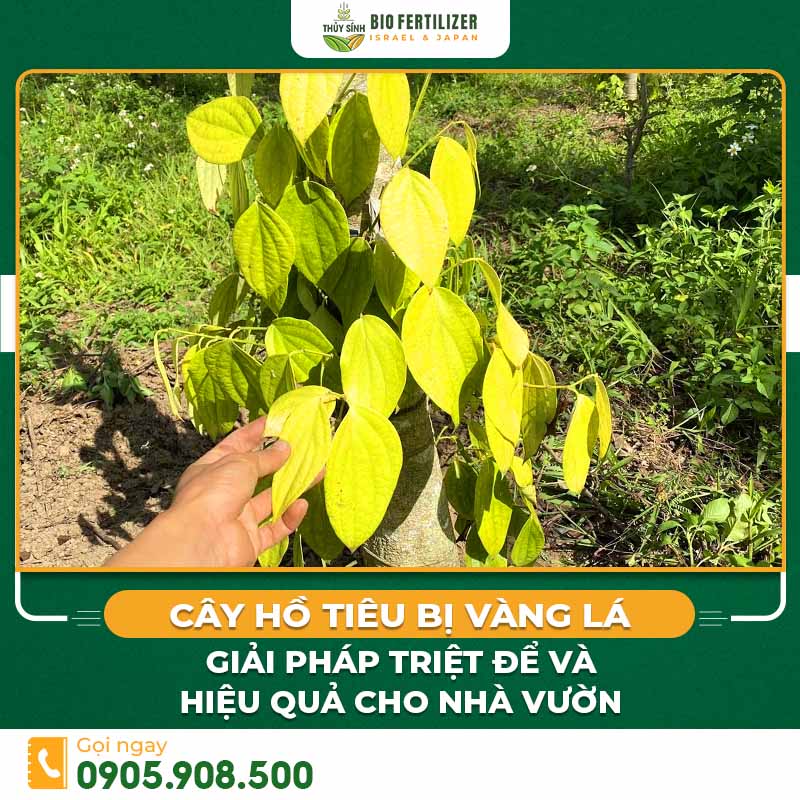 cây hồ tiêu bị vàng lá