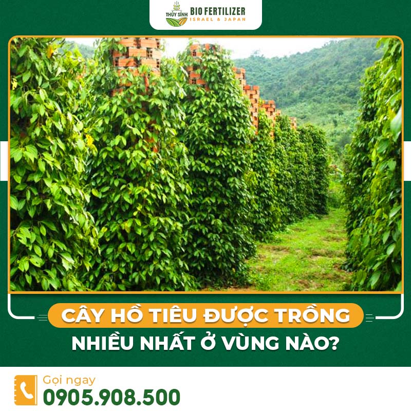 cây hồ tiêu được trồng ở vùng nào
