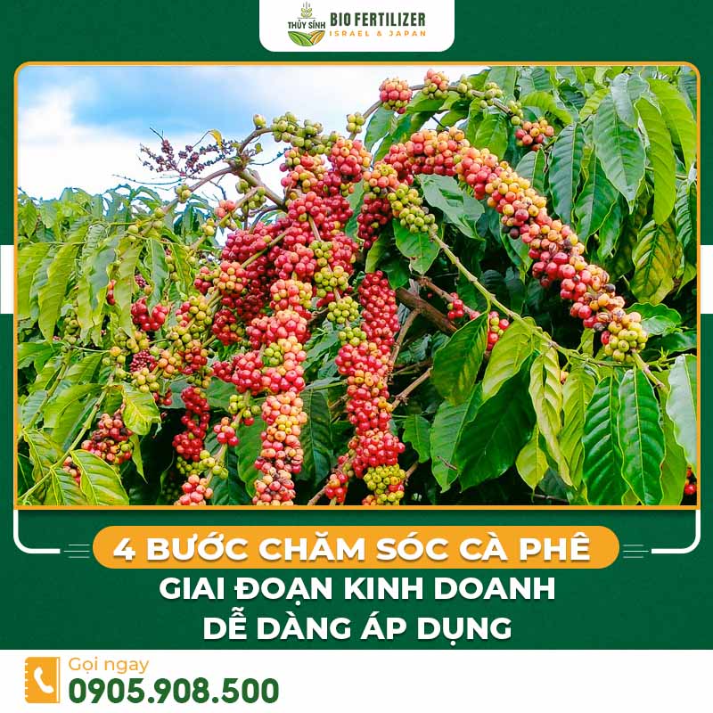 Chăm sóc cà phê giai đoạn kinh doanh