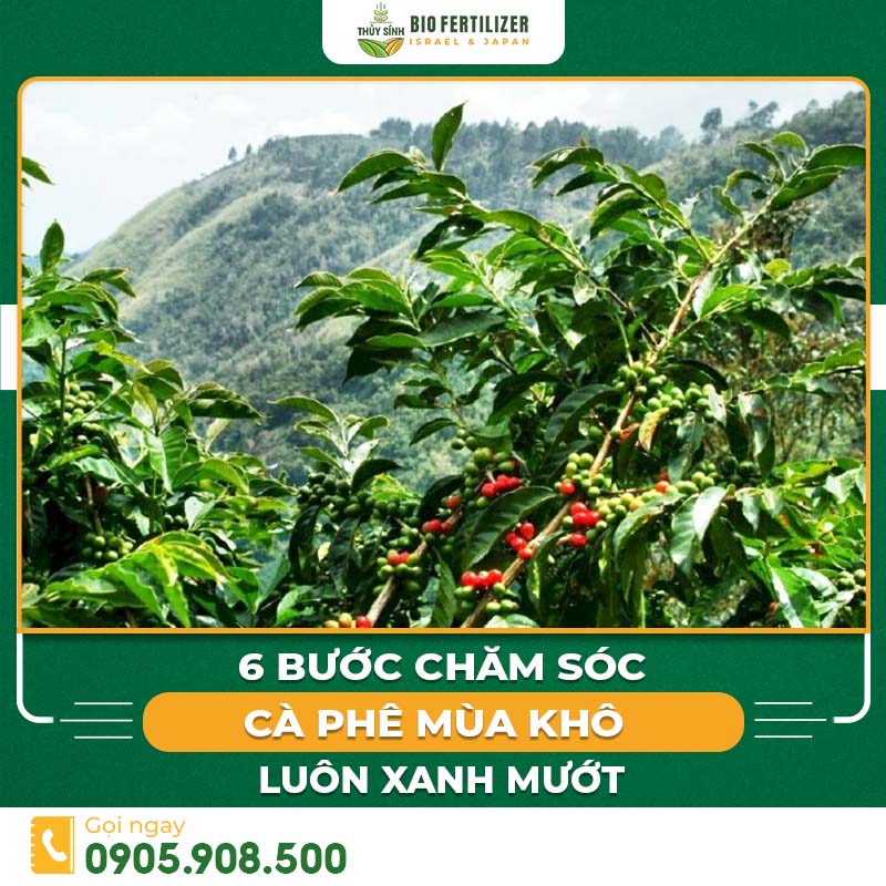 chăm sóc cà phê mùa khô