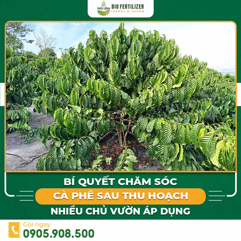 Chăm sóc cà phê sau thu hoạch