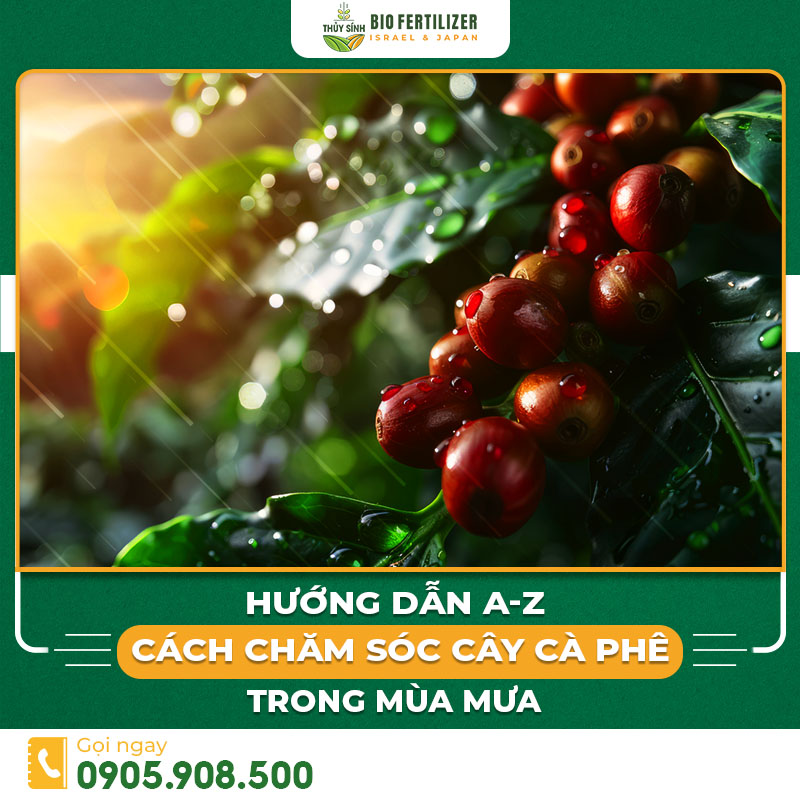 Chăm sóc cà phê mùa mưa