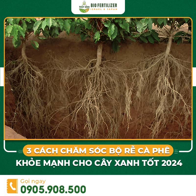 Cách chăm sóc bộ rễ cà phê