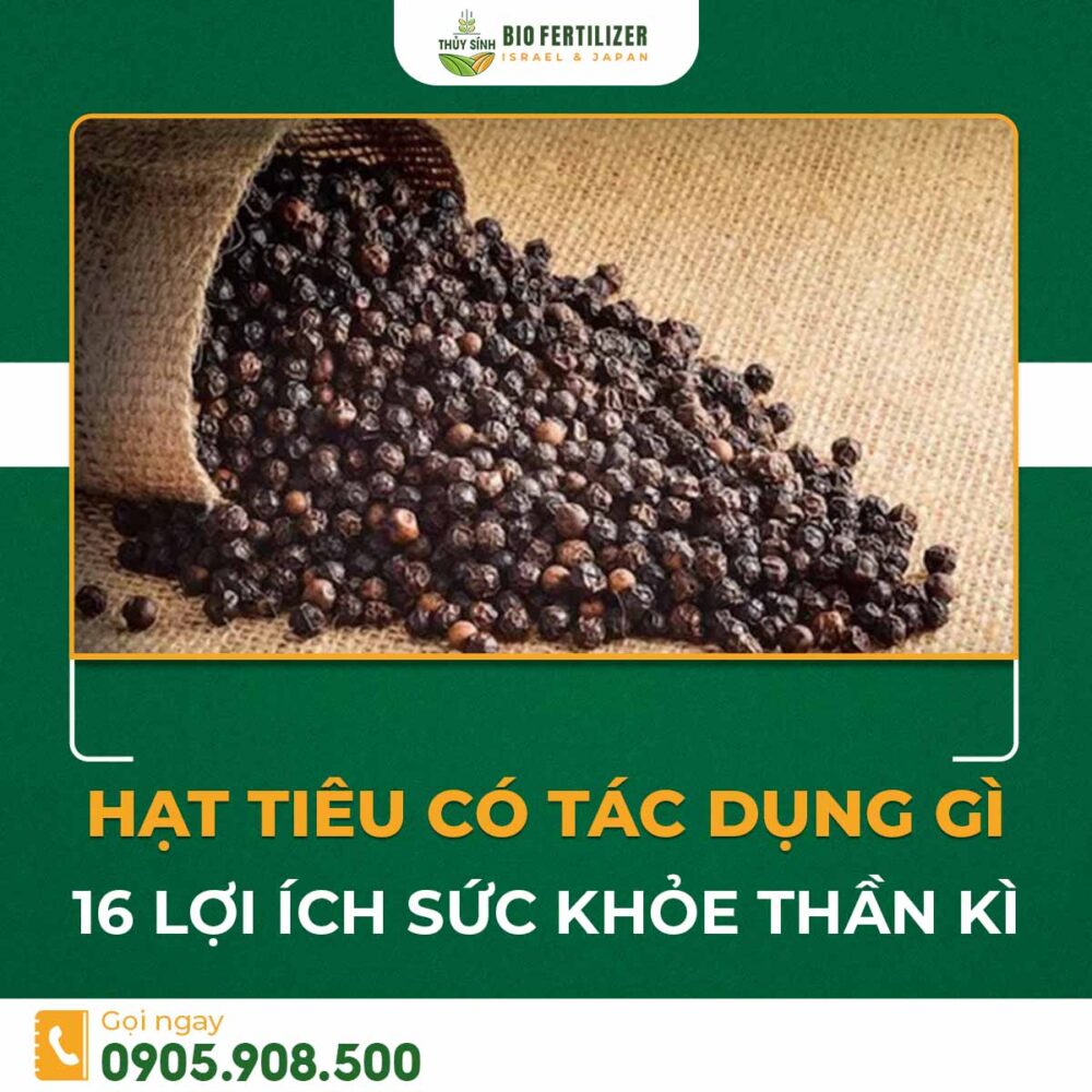 hạt tiêu có tác dụng gì