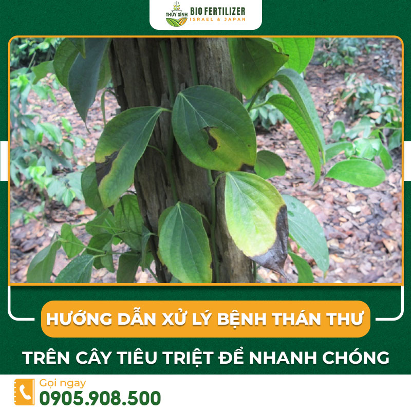 bệnh thán thư trên cây tiêu