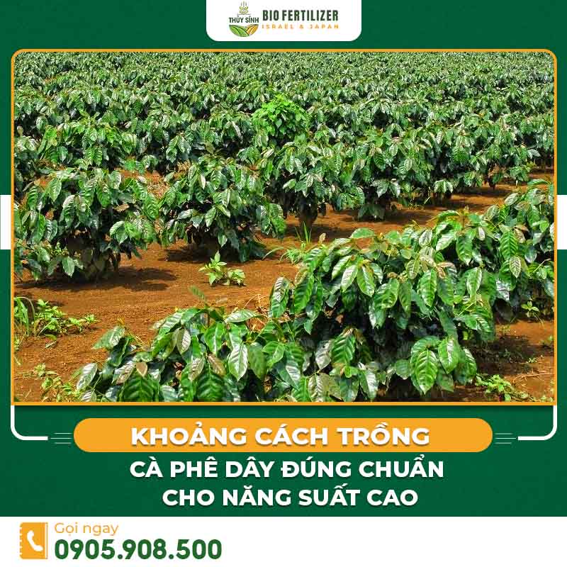 Khoảng Cách Trồng Cà Phê Dây