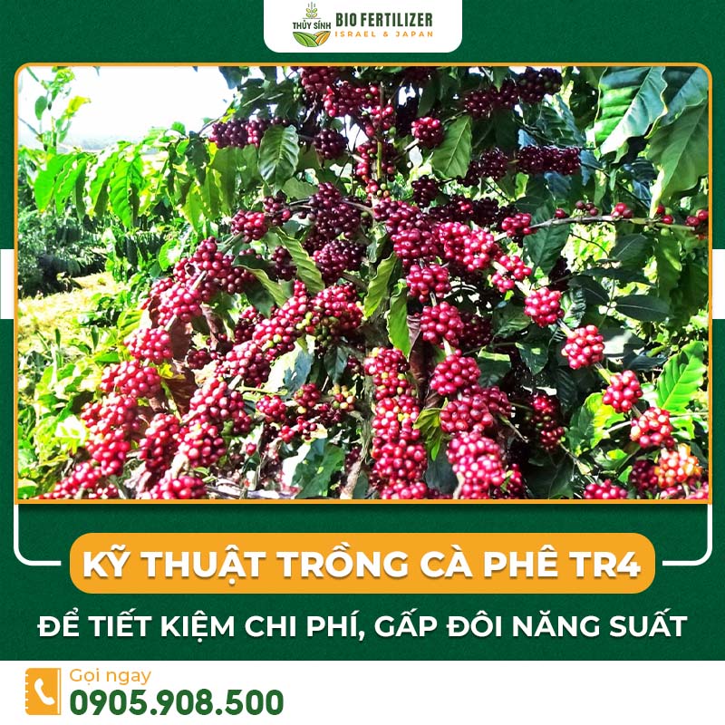 Kỹ thuật trồng cà phê TR4