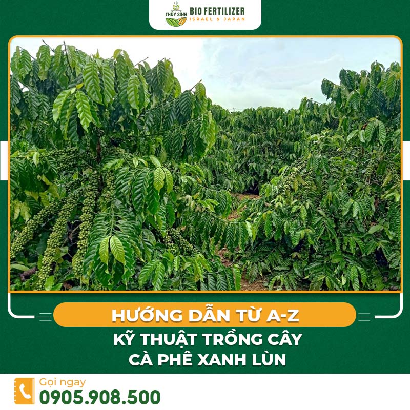 kỹ thuật trồng cây cà phê xanh lùn