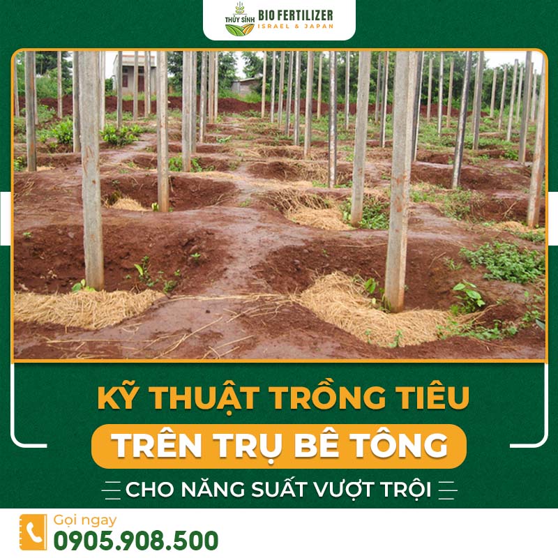 ky-thuat-trong-tieu-tren-tru-be-tong