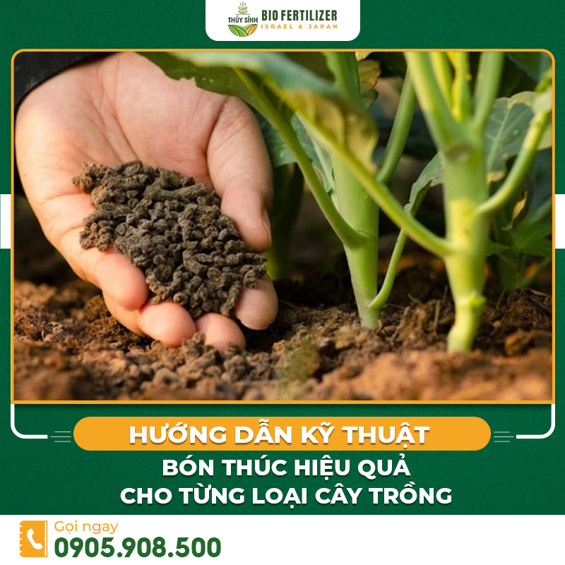 kỹ thuật bón thúc