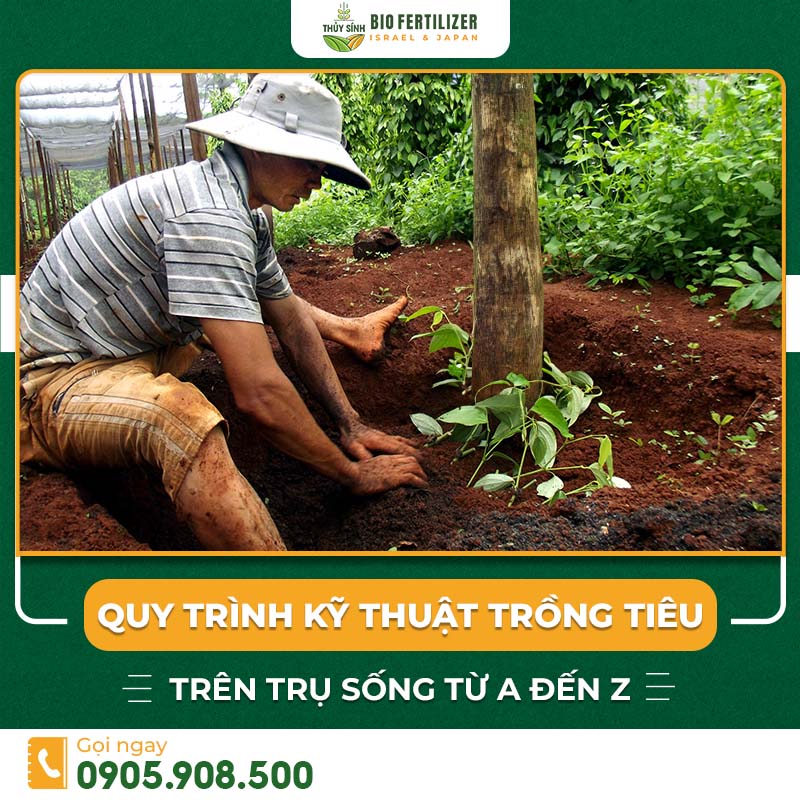 kỹ thuật trồng hồ tiêu trên cây trụ sống